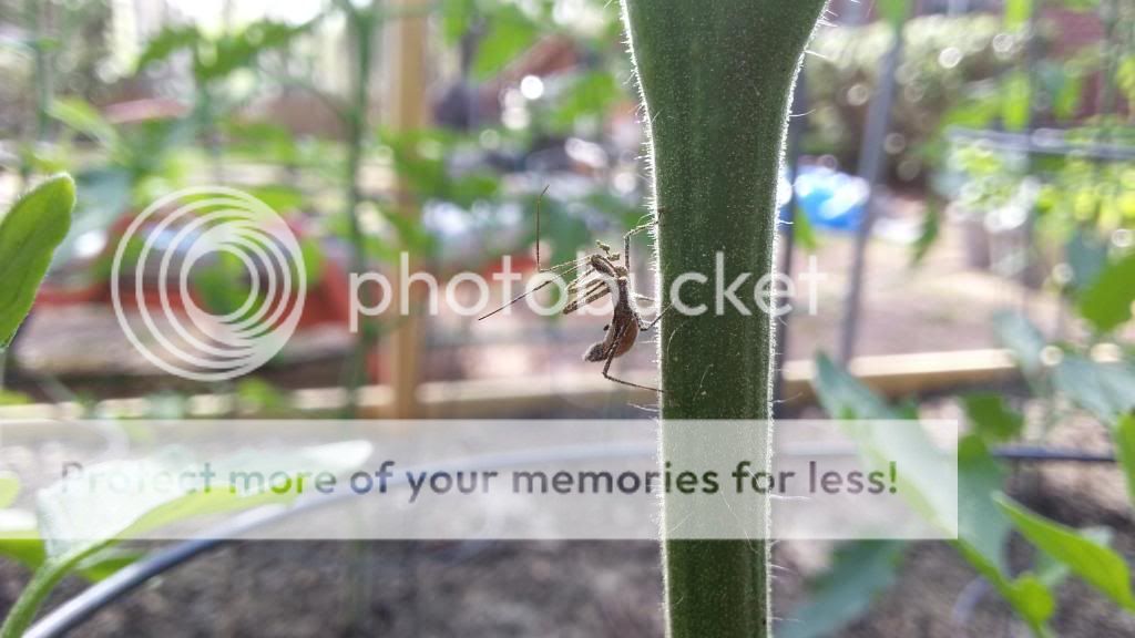  photo 20140405_164410_zps82e1e8f7.jpg